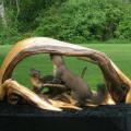 Pine Marten Pine Marten